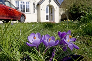 Spring Prints: Crocus spring Kent UK