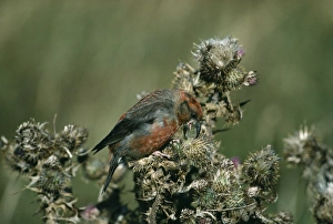 Crossbill Loxia curvirostra adult male feeding on thistle seeds Shetland September Crossbill Loxia curvirostra adult male feeding on thistle seeds Shetland September
