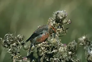 Crossbill Loxia curvirostra adult male feeding on thistle seeds Shetland September
