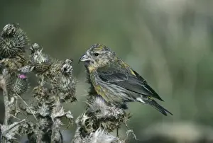 Images Dated 12th December 2009: Crossbill Loxia curvirostra female Shetland September