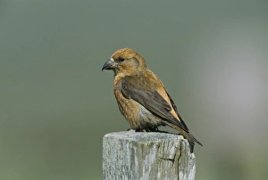Prints of Crossbill Loxia curvirostra male Shetland June Images Dated 2009 December: Crossbill Loxia curvirostra male Shetland June