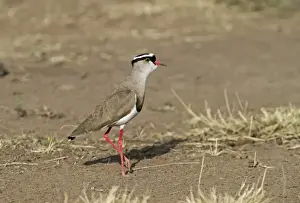 Crowned Lapwing (Plover) Vanellus coronatus; kenya
