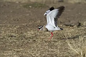 Kenya Prints: Crowned Lapwing (Plover) Vanellus coronatus; kenya