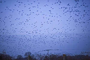 Crows mainly Rooks and Jackdaws arriving at roost Buckenham in Yare Valley Norfolk winter