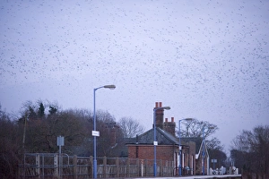 Crows mainly Rooks and Jackdaws arriving at roost Buckenham in Yare Valley Norfolk winter