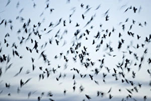 Crows mainly Rooks and Jackdaws arriving at roost Buckenham in Yare Valley Norfolk winter