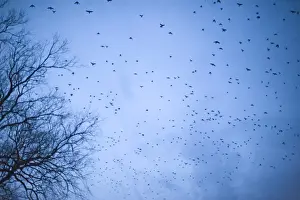 Roost Prints: Crows mainly Rooks and Jackdaws arriving at roost Buckenham in Yare Valley Norfolk winter