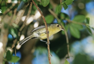 Wildlife Prints: Cuban Vireo Cuba November
