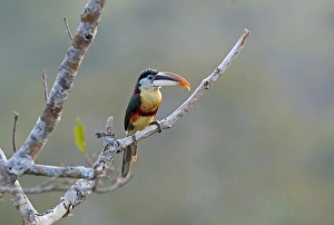 Curl-crested Aracari Pteroglossus beauhamaesii Tambopata Region Amazon Peru Curl-crested Aracari Pteroglossus beauhamaesii Tambopata Region Amazon Peru