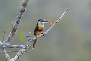 Neotropical Prints: Curl-crested Aracari Pteroglossus beauhamaesii Tambopata Region Amazon Peru