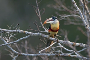 Curl-crested Aracari Pteroglossus beauharnaesii Peruvian Amazon Curl-crested Aracari Pteroglossus beauharnaesii Peruvian Amazon