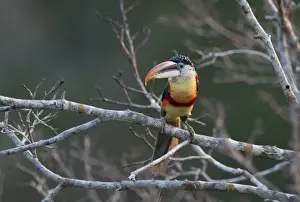Peru Prints: Curl-crested Aracari Pteroglossus beauharnaesii Peruvian Amazon