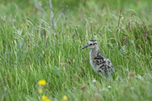 Shetland Prints: Curlew Numenius arquata chick Shetland June