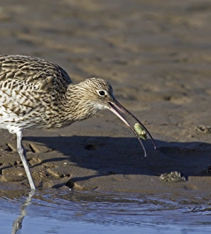 Curlew, Numenius arquata, feeding on a crab, Lindisfarne, Northumberland, UK, autumn Curlew, Numenius arquata, feeding on a crab, Lindisfarne, Northumberland, UK, autumn