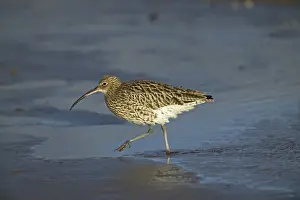 Curlew, Numenius arquata, feeding on Lindisfarne mudflats, Northumberland, UK, winter