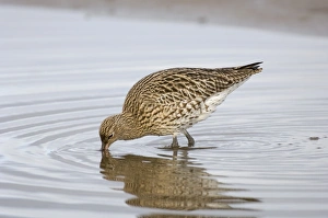 Curlew Prints: Curlew Numenius arquata feeding Norfolk January