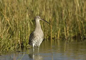 Curlew Prints: Curlew Numenius arquata feeding on saltmarsh uk winter