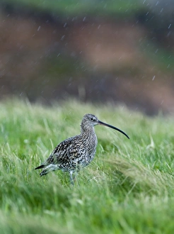 Shetland Prints: Curlew Numenius arquata in heavy rain Shetland June