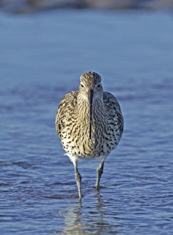 Curlew, Numenius arquata, Lindisfarne, Northumberland, UK, autumn Curlew, Numenius arquata, Lindisfarne, Northumberland, UK, autumn
