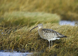 Curlew Numenius arquata on saltmarsh Lindisfarne Northumberland winter UK Curlew Numenius arquata on saltmarsh Lindisfarne Northumberland winter UK