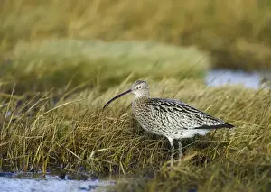 Curlew Prints: Curlew Numenius arquata on saltmarsh Lindisfarne Northumberland winter UK