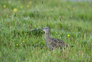 Shetland Prints: Curlew Numenius arquata Shetland June