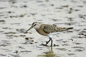 Curlew Sandpiper Calidris ferruginea juvenile Titchwell Norfolk