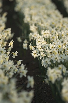 Plant Prints: Daffodils being grown commercially North Norfolk spring