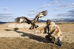 Dalai Han an Kazakh eagle hunter with his Golden Eagle Bayan-Ulgii in Altai Mountains