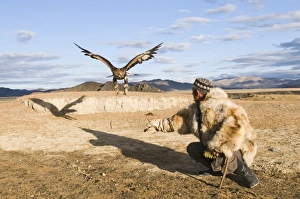 Dalai Han an Kazakh eagle hunter with his Golden Eagle Bayan Ulgii in Altai Mountains