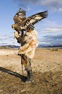 Kazakh eagle hunter with his Golden Eagle Uglii in Altai Mountains western Mongolia
