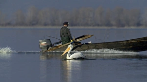 Dalmatian Pelican Pelicanus crispus adult and fishermen Lake Kerkini Greece January Dalmatian Pelican Pelicanus crispus adult and fishermen Lake Kerkini Greece January
