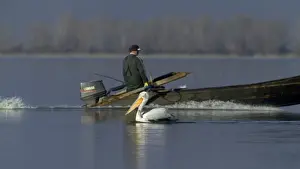 Greece Prints: Dalmatian Pelican Pelicanus crispus adult and fishermen Lake Kerkini Greece January