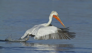 Dalmatian Pelican Pelicanus crispus adult Lake Kerkini Greece January