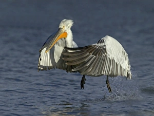 Dalmatian Pelican Pelicanus crispus adult Lake Kerkini Greece January