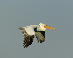 Dalmatian Pelican Pelicanus crispus adult Lake Kerkini Greece January