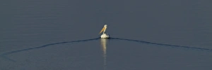 Dalmatian Pelican Pelicanus crispus adult Lake Kerkini Greece January