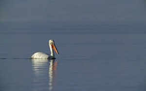 Dalmatian Pelican Pelicanus crispus adult Lake Kerkini Greece January