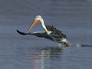 Dalmatian Pelican Pelicanus crispus adult Lake Kerkini Greece January
