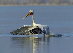 Dalmatian Pelican Pelicanus crispus adult Lake Kerkini Greece January