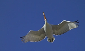 Dalmatian Pelican Pelicanus crispus adult Lake Kerkini Greece January
