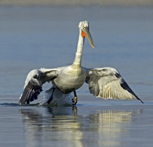 Dalmatian Pelican Pelicanus crispus adult Lake Kerkini Greece January