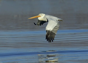 Dalmatian Pelican Pelicanus crispus adult Lake Kerkini Greece January