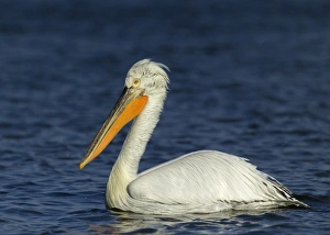 Dalmatian Pelican Pelicanus crispus adult Lake Kerkini Greece January