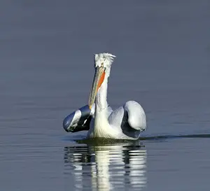 Greece Prints: Dalmatian Pelican Pelicanus crispus adult Lake Kerkini Greece January