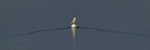 Dalmatian Pelican Pelicanus crispus adult Lake Kerkini Greece January