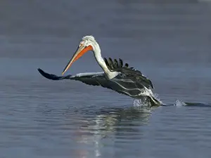 Dalmatian Pelican Pelicanus crispus adult Lake Kerkini Greece January