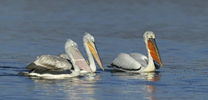 Dalmatian Pelican Pelicanus crispus adult Lake Kerkini Greece January