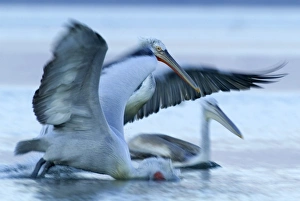 Dalmatian Pelican Pelicanus crispus adult pair with immature fishing Lake Kerkini Dalmatian Pelican Pelicanus crispus adult pair with immature fishing Lake Kerkini