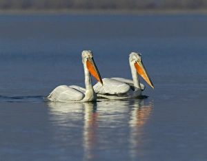 Dalmatian Pelican Pelicanus crispus adult Lake Kerkini Greece January